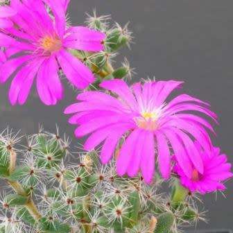 Trichodiadema bulbosum Seeds - South African Indigenous Succulent - Combined Shipping