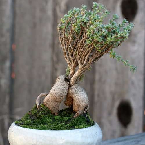 Trichodiadema bulbosum Seeds - South African Indigenous Succulent - Combined Shipping