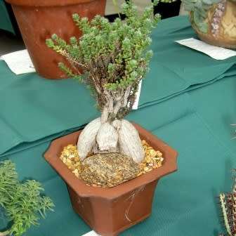 Trichodiadema bulbosum Seeds - South African Indigenous Succulent - Combined Shipping