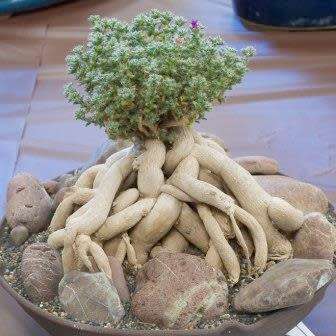 Trichodiadema bulbosum Seeds - South African Indigenous Succulent - Combined Shipping