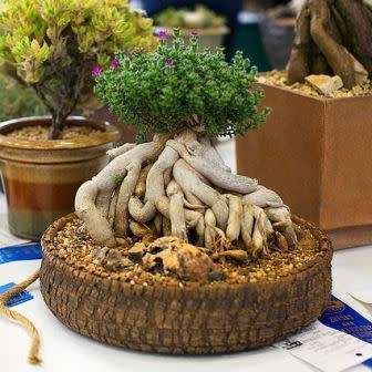 Trichodiadema bulbosum Seeds - South African Indigenous Succulent - Combined Shipping