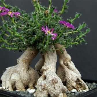 Trichodiadema bulbosum Seeds - South African Indigenous Succulent - Combined Shipping