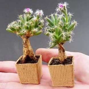 Trichodiadema densum - Desert Rose - 5 Seeds - Indigenous + FREE Bonsai eBook - Combined Shipping