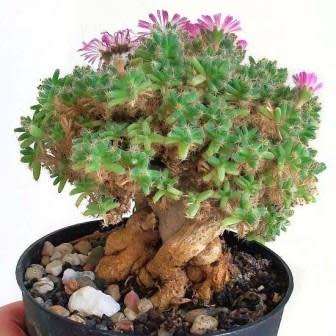 Trichodiadema densum - Desert Rose - 5 Seeds - Indigenous + FREE Bonsai eBook - Combined Shipping