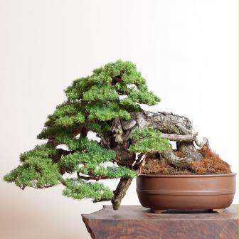 Tsuga mertensiana - Mountain Hemlock Bonsai Seeds + FREE Gifts Seeds + Bonsai eBook