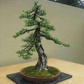 Tsuga mertensiana - Mountain Hemlock Bonsai Seeds + FREE Gifts Seeds + Bonsai eBook