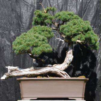 Tsuga mertensiana - Mountain Hemlock Bonsai Seeds + FREE Gifts Seeds + Bonsai eBook