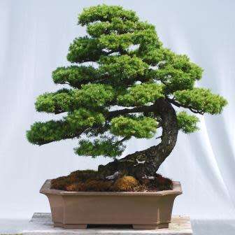 Tsuga mertensiana - Mountain Hemlock Bonsai Seeds + FREE Gifts Seeds + Bonsai eBook