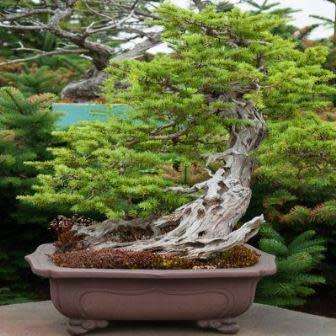 Tsuga mertensiana - Mountain Hemlock Bonsai Seeds + FREE Gifts Seeds + Bonsai eBook