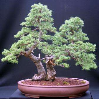 Tsuga mertensiana - Mountain Hemlock Bonsai Seeds + FREE Gifts Seeds + Bonsai eBook