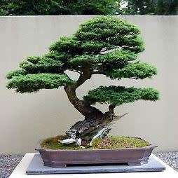 Tsuga mertensiana - Mountain Hemlock Bonsai Seeds + FREE Gifts Seeds + Bonsai eBook