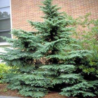 Tsuga mertensiana - Mountain Hemlock - 5 Seeds - Combined Shipping