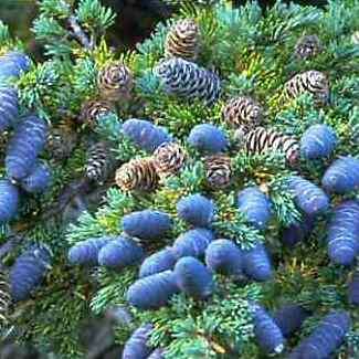 Tsuga mertensiana - Mountain Hemlock - 5 Seeds - Combined Shipping