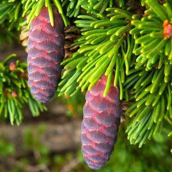 Tsuga mertensiana - Mountain Hemlock - 5 Seeds - Combined Shipping