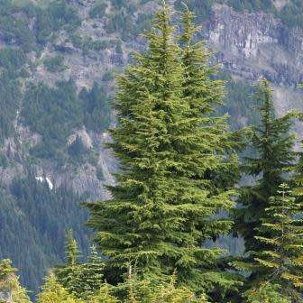 Tsuga mertensiana - Mountain Hemlock - 5 Seeds - Combined Shipping