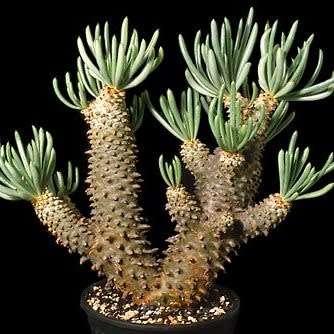 Tylecodon cacalioides Seeds - Natural Bonsai - Indigenous Endemic