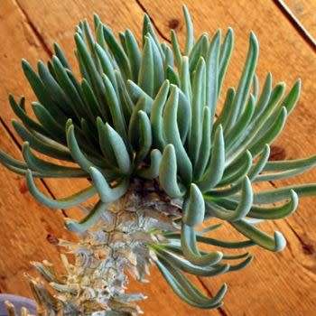 Tylecodon cacalioides - 10+ Seed Pack - Indigenous Endemic Caudiciform Succulent - Combined Shipping