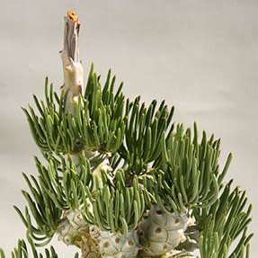 Tylecodon cacalioides - 10+ Seed Pack - Natural Bonsai - Indigenous Endemic