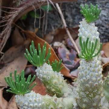 Tylecodon cacalioides - 10+ Seed Pack - Indigenous Endemic Caudiciform Succulent - Combined Shipping