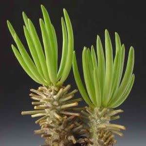 Tylecodon cacalioides - 10+ Seed Pack - Natural Bonsai - Indigenous Endemic