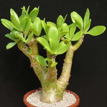 Tylecodon paniculatus Seeds - Indigenous South African Natural Bonsai - Combined Global Shipping