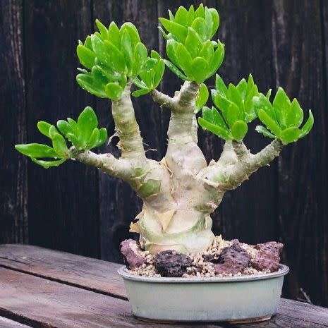 Tylecodon paniculatus Seeds - Indigenous South African Natural Bonsai - Combined Global Shipping