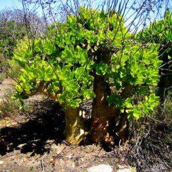 Tylecodon paniculatus - 20+ Seed Pack - Indigenous South African Caudiciform Succulent
