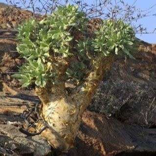 Tylecodon paniculatus - 20+ Seed Pack - Indigenous South African Caudiciform Succulent