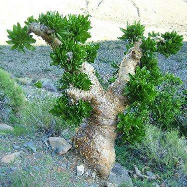 Tylecodon paniculatus - 20+ Seed Pack - Indigenous South African Caudiciform Succulent