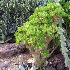 Tylecodon paniculatus - 20+ Seed Pack - Indigenous South African Caudiciform Succulent