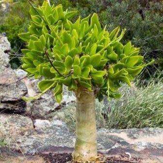 Tylecodon paniculatus - 20+ Seed Pack - Indigenous South African Caudiciform Succulent
