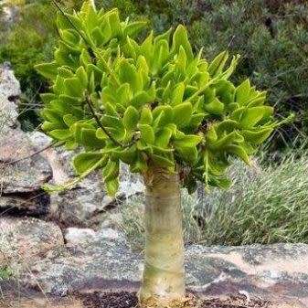 Tylecodon paniculatus - 20+ Seed Pack - Indigenous South African Caudiciform Succulent