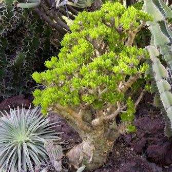 Tylecodon paniculatus - 20+ Seed Pack - Indigenous South African Caudiciform Succulent