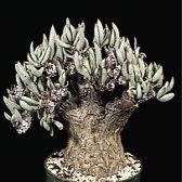 Tylecodon pearsonii - 10+ Seed Pack - Namibian Caudiciform Succulent Natural Bonsai