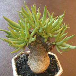 Tylecodon pearsonii - 10+ Seed Pack - Namibian Caudiciform Succulent Natural Bonsai