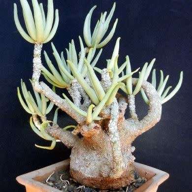 Tylecodon pearsonii - 10+ Seed Pack - Namibian Caudiciform Succulent Natural Bonsai
