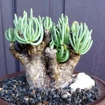 Tylecodon pearsonii - 10+ Seed Pack - Namibian Caudiciform Succulent Natural Bonsai