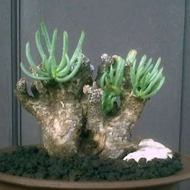 Tylecodon pearsonii - 10+ Seed Pack - Namibian Caudiciform Succulent Natural Bonsai