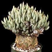 Tylecodon pearsonii - 10+ Seed Pack - Namibian Caudiciform Succulent Natural Bonsai