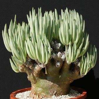 Tylecodon pearsonii - 10+ Seed Pack - Namibian Caudiciform Succulent Natural Bonsai