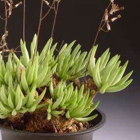 Tylecodon pearsonii - 10+ Seed Pack - Namibian Caudiciform Succulent Natural Bonsai