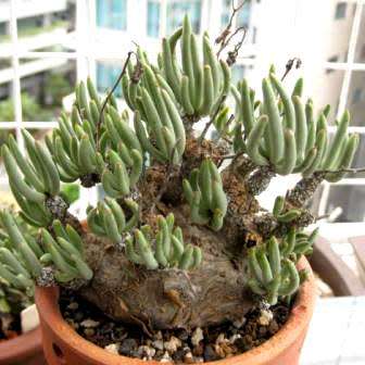 Tylecodon pearsonii - 10+ Seed Pack - Namibian Caudiciform Succulent Natural Bonsai