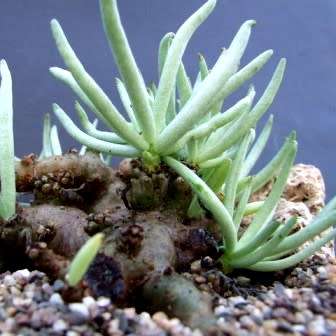 Tylecodon pearsonii - 10+ Seed Pack - Namibian Caudiciform Succulent Natural Bonsai