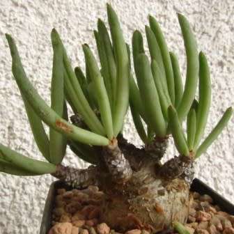 Tylecodon pearsonii - 10+ Seed Pack - Namibian Caudiciform Succulent Natural Bonsai