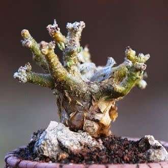 Tylecodon pearsonii - 10+ Seed Pack - Namibian Caudiciform Succulent Natural Bonsai