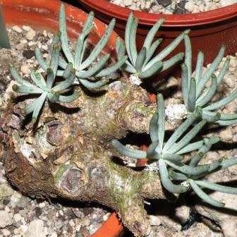 Tylecodon pearsonii - 10+ Seed Pack - Namibian Caudiciform Succulent Natural Bonsai