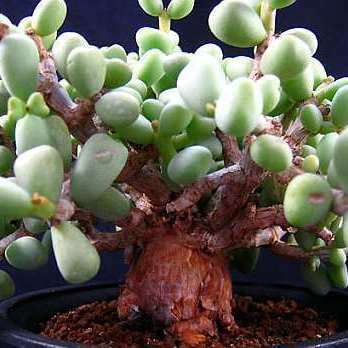 10+ Tylecodon pygmaea Seeds - Tylecodon pygmaeus - Caudiciform Succulent Natural Bonsai