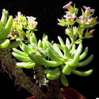10+ Tylecodon racemosus Seeds - Caudiciform Succulent Natural Bonsai - Combined Shipping