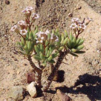 10+ Tylecodon racemosus Seeds - Caudiciform Succulent Natural Bonsai - Combined Shipping