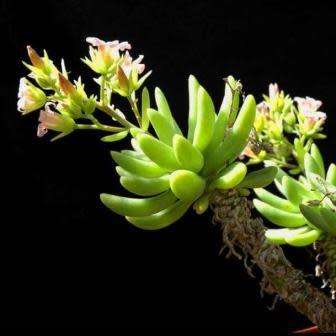 10+ Tylecodon racemosus Seeds - Caudiciform Succulent Natural Bonsai - Combined Shipping